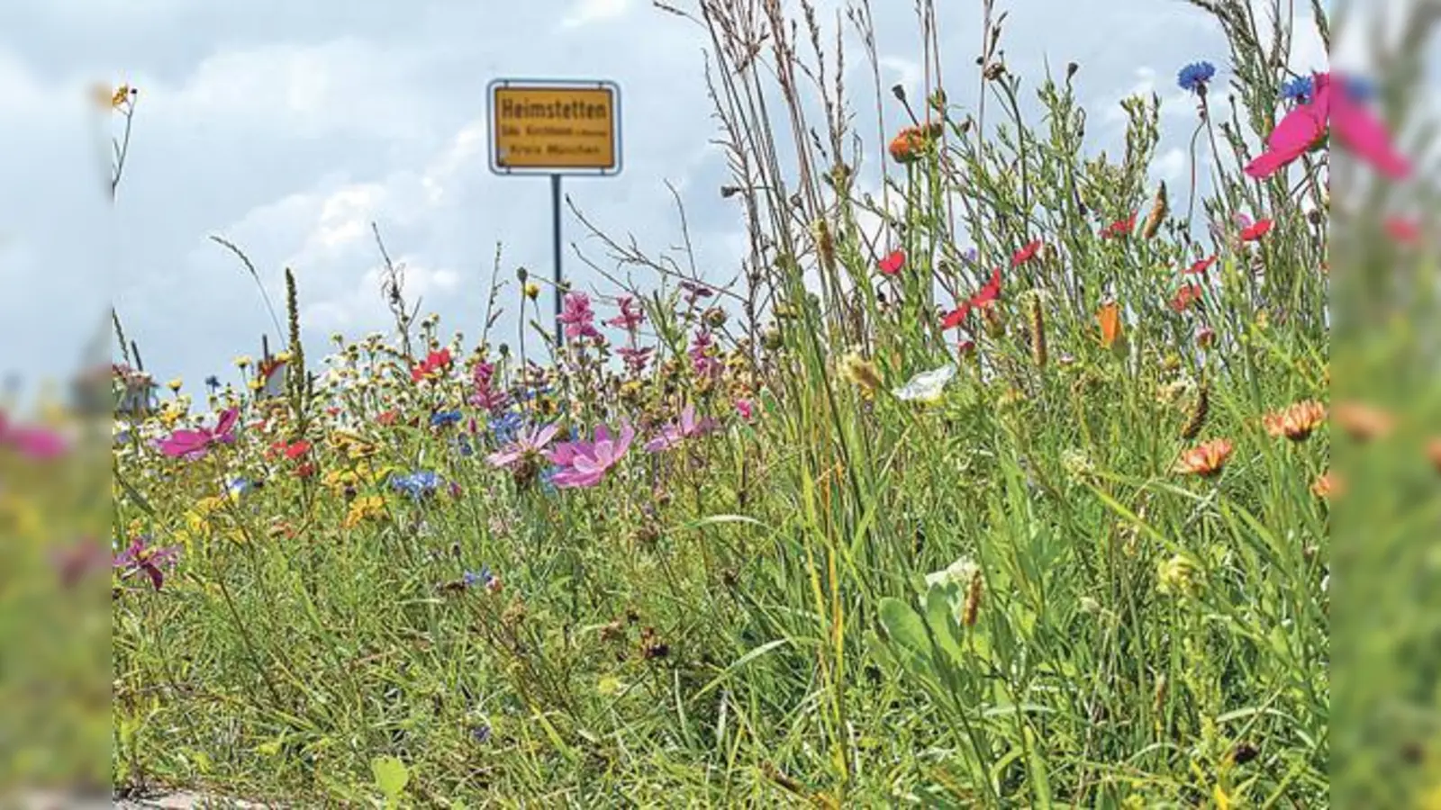 Entlang des Heimstettner Mooswegs grünt und blüht es zur Zeit. Ein Vorgeschmack auf die Bayerische Landesgartenschau 2024 in Kirchheim?	 (Foto: Gemeinde Kirchheim)