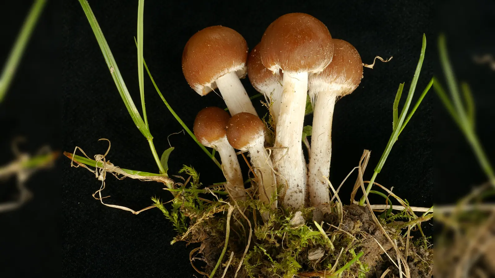 Formvollendet ist diese Faserling-oder Mürbling-Gruppe, eine schwer zu bestimmende Psathyrella-Art. (Foto: Dr. Georg Dünzl)
