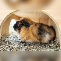 Rocky sucht ein neues Zuhause und auch ein neues Weibchen. (Foto: Tierheim Riem)