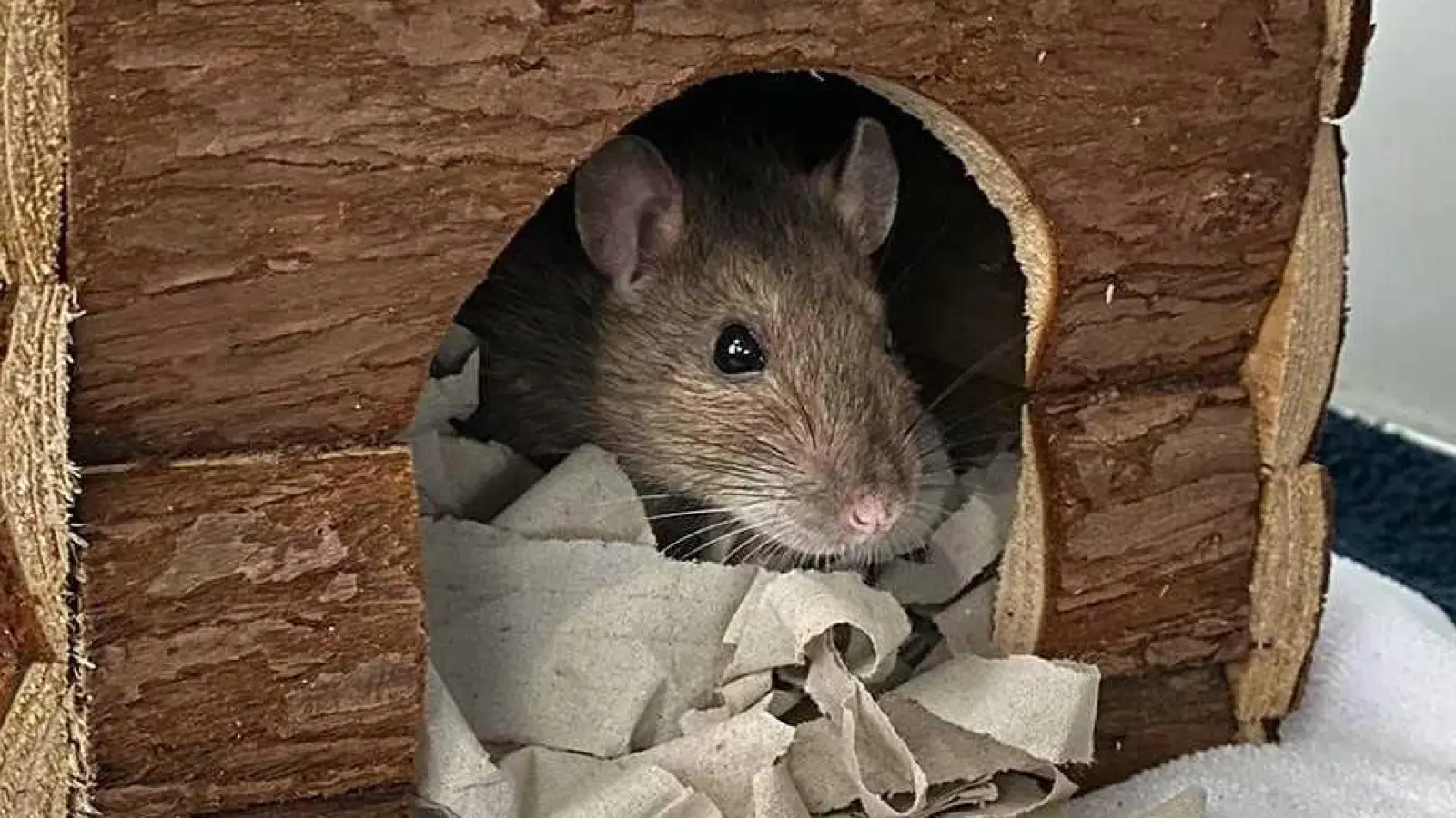 Domestiziert: Farbratten stammen von der Wanderratte ab. (Foto: Tierschutzverein München)