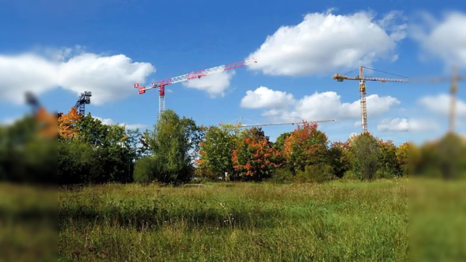 Zwei Meter der Randsträucher des Biotops am Ackermannbogen werden abgeholzt.	 (Foto: Verein)