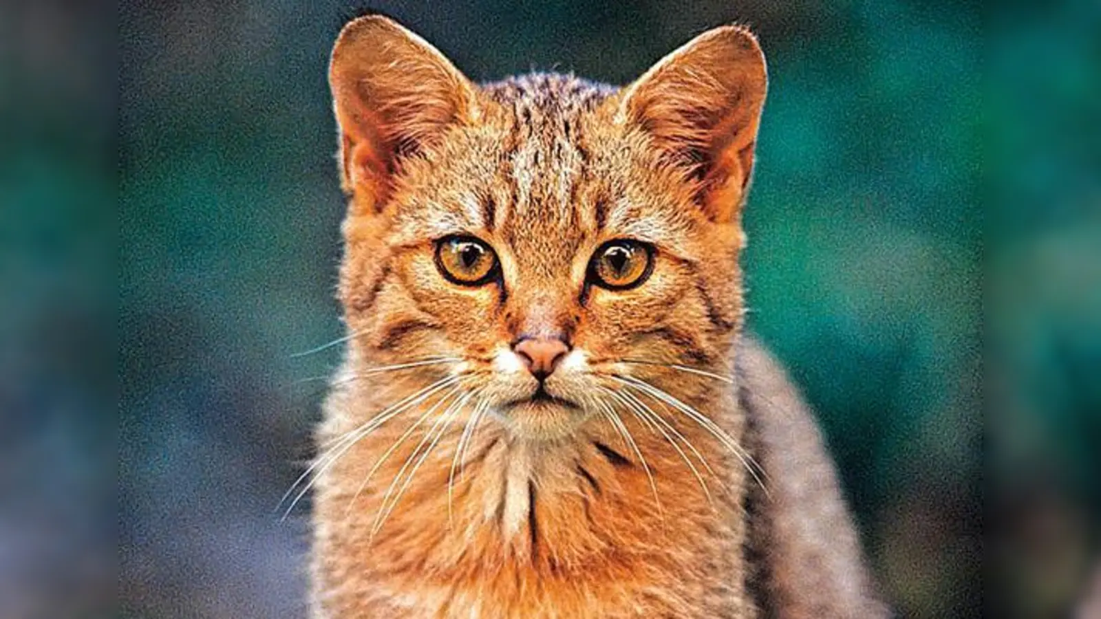 Die Wildkatze ist in die heimischen Wälder zurückgekehrt.	 (Foto: privat)