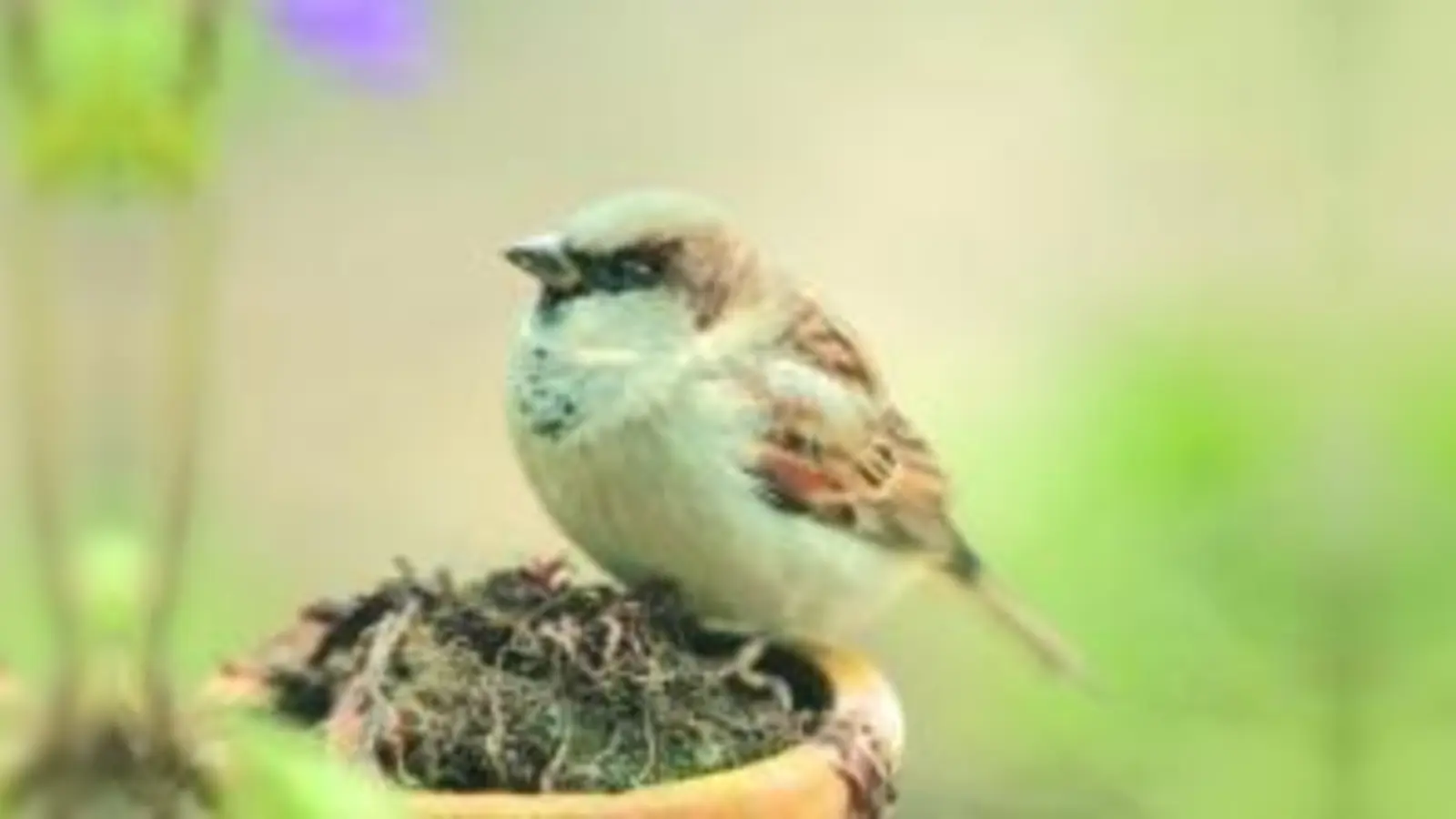 Auch, wenn es gut gemeint ist: Beim Füttern von Vögeln im Winter sollte man einiges beachten.