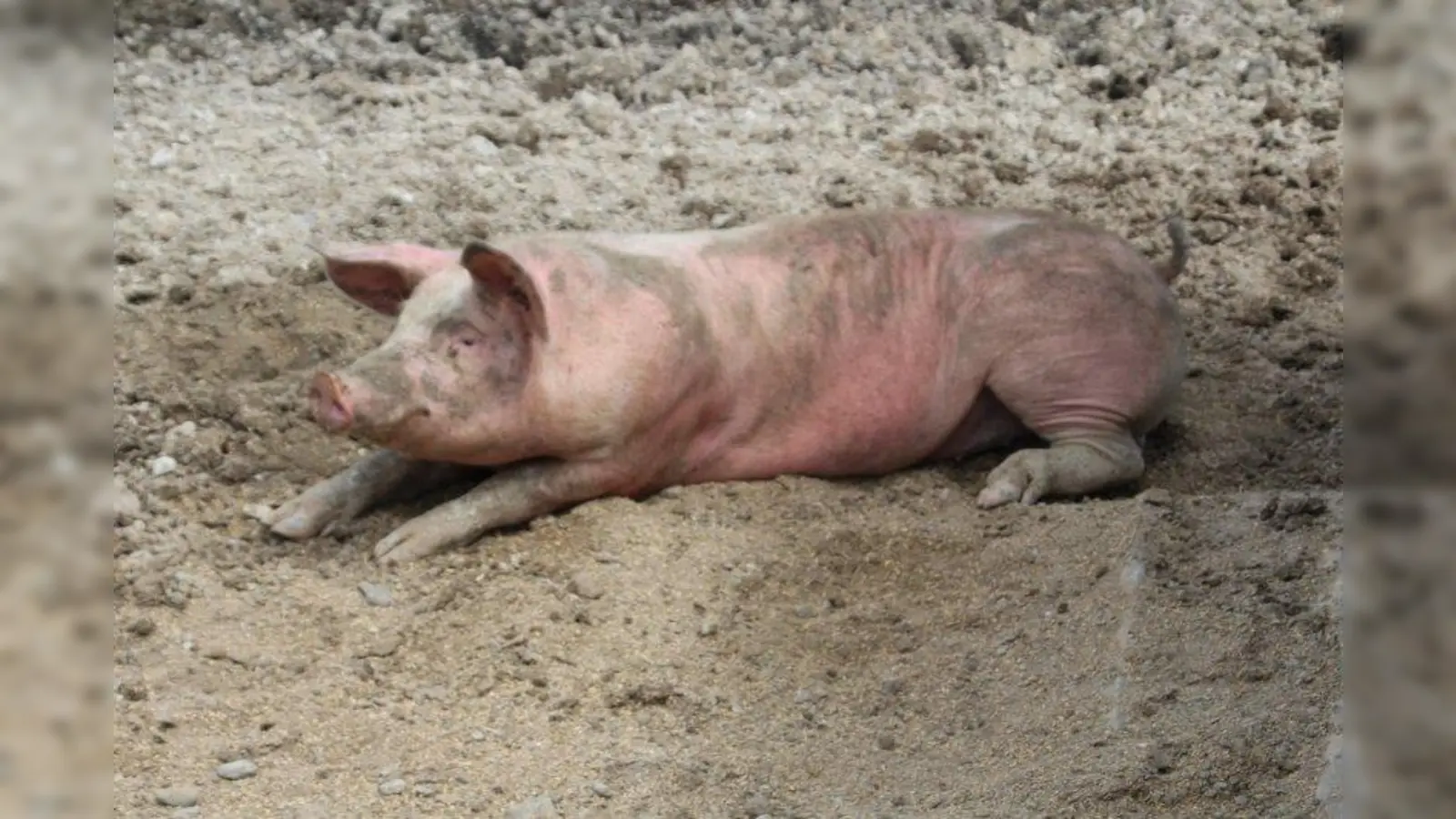 Schweine lieben es, sich im Schlamm zu wälzen und ihre Umgebung durch Wühlen und Graben zu erkunden. Doch nur wenn ein Schwein wirklich viel „Schwein hat”, wird es ihm ermöglicht. (Foto: Huss-Weber/ Archiv)