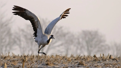 Der Kranich wird mit 1,16 Metern Körperhöhe größer als ein Storch. Zum Brüten und zur Rast benötigt der Vogel Feuchtgebiete.  (Foto: Clausen Hans Clausen, LBV Bildarchiv)
