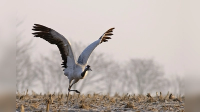 Der Kranich wird mit 1,16 Metern Körperhöhe größer als ein Storch. Zum Brüten und zur Rast benötigt der Vogel Feuchtgebiete.  (Foto: Clausen Hans Clausen, LBV Bildarchiv)