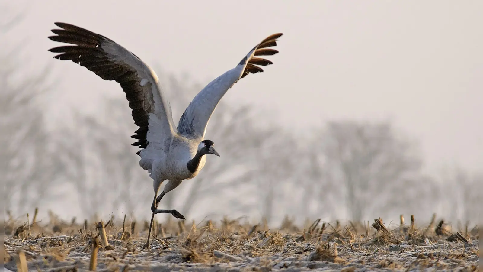 Der Kranich wird mit 1,16 Metern Körperhöhe größer als ein Storch. Zum Brüten und zur Rast benötigt der Vogel Feuchtgebiete.  (Foto: Clausen Hans Clausen, LBV Bildarchiv)
