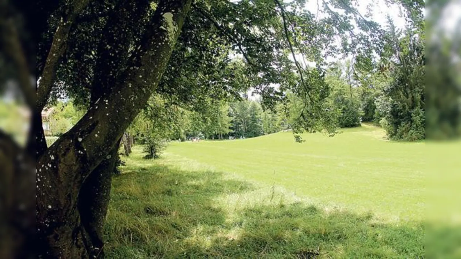 Der BA setzt sich dafür ein, das die Wiese am Waldrand des Perlacher Forstes für Hunde als Spielwiese erhalten bleibt. 	 (Foto: HH)