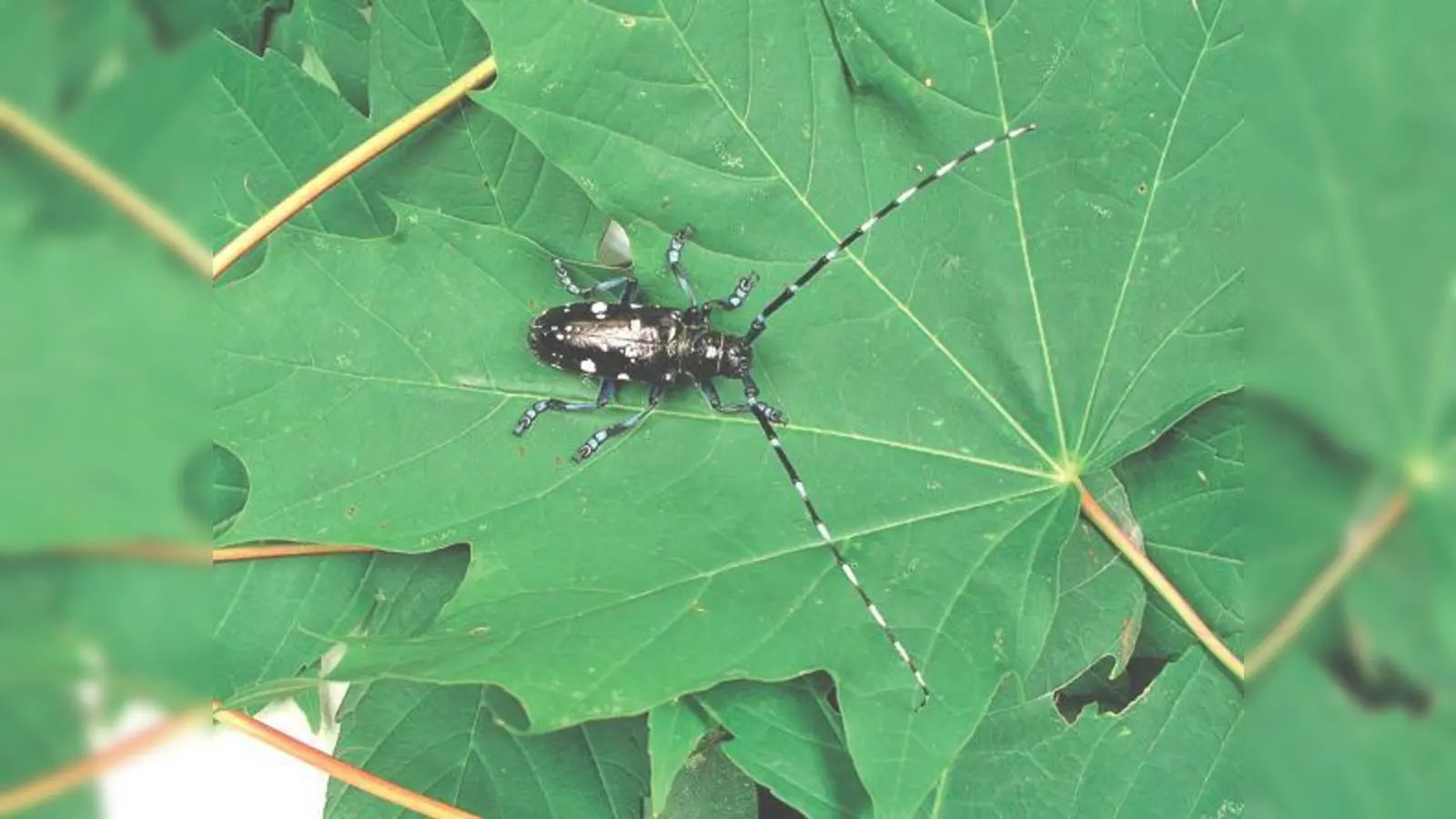 Der Asiatische Laubholzbockkäfer treibt sein Unwesen leider auch in Neubiberg. 	 (Foto: VA)