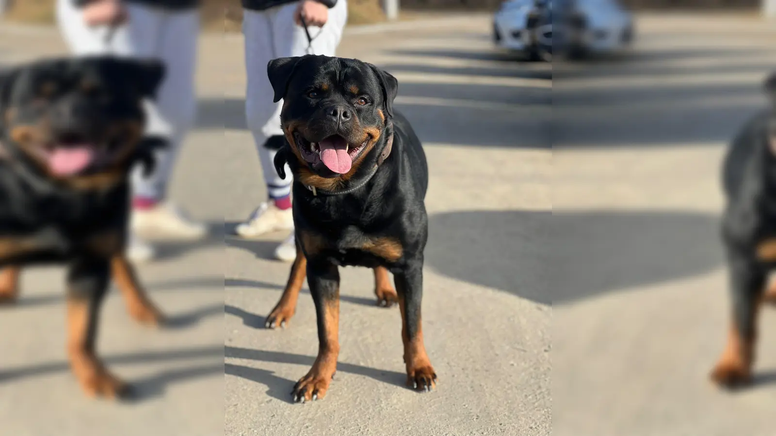 Jumper ist ein junger, kraftvoller Rottweilerrüde. (Foto: Tierheim Riem)