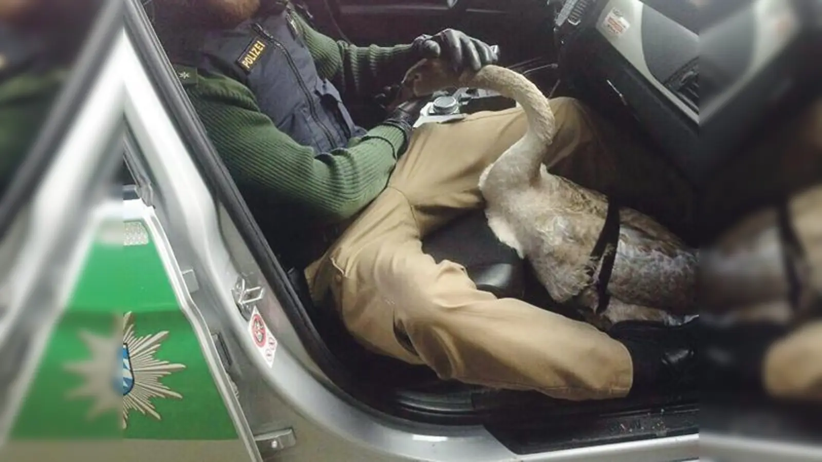 Ein Schwan fuhr kürzlich im Streifenwagen der PI 24 mit, bevor er im Ostpark wieder in die Freiheit entlassen wurde. 	 (Foto: Polizeipräsidium München)