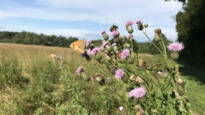 Wilde Wiesen sind ein Paradies für Insekten: Ein Schmetterling auf einer Blume. (Foto: Gentz)