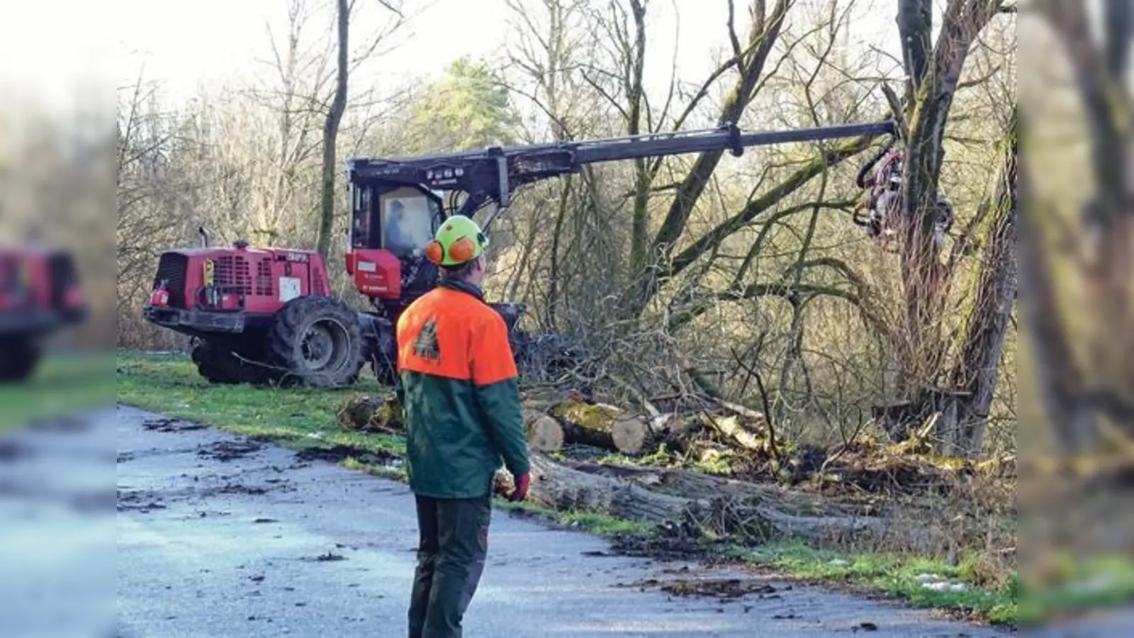 Mit schwerem Gerät rücken die Fachunternehmen derzeit den Eschen zuleibe. Die Bestände sind massiv befallen von einer heimtückischen Pilzerkrankung. 	 (Foto: kw)