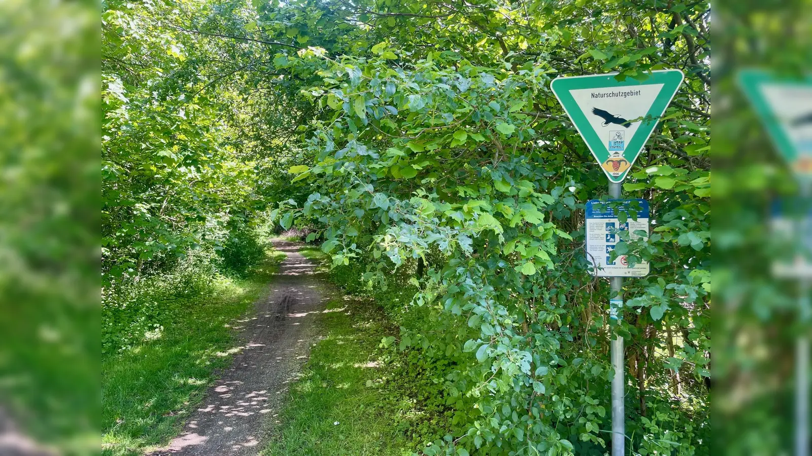 Verzweigtes Netz: Die Allacher Lohe und die Angerlohe haben viele Zugänge. (Foto: bb)