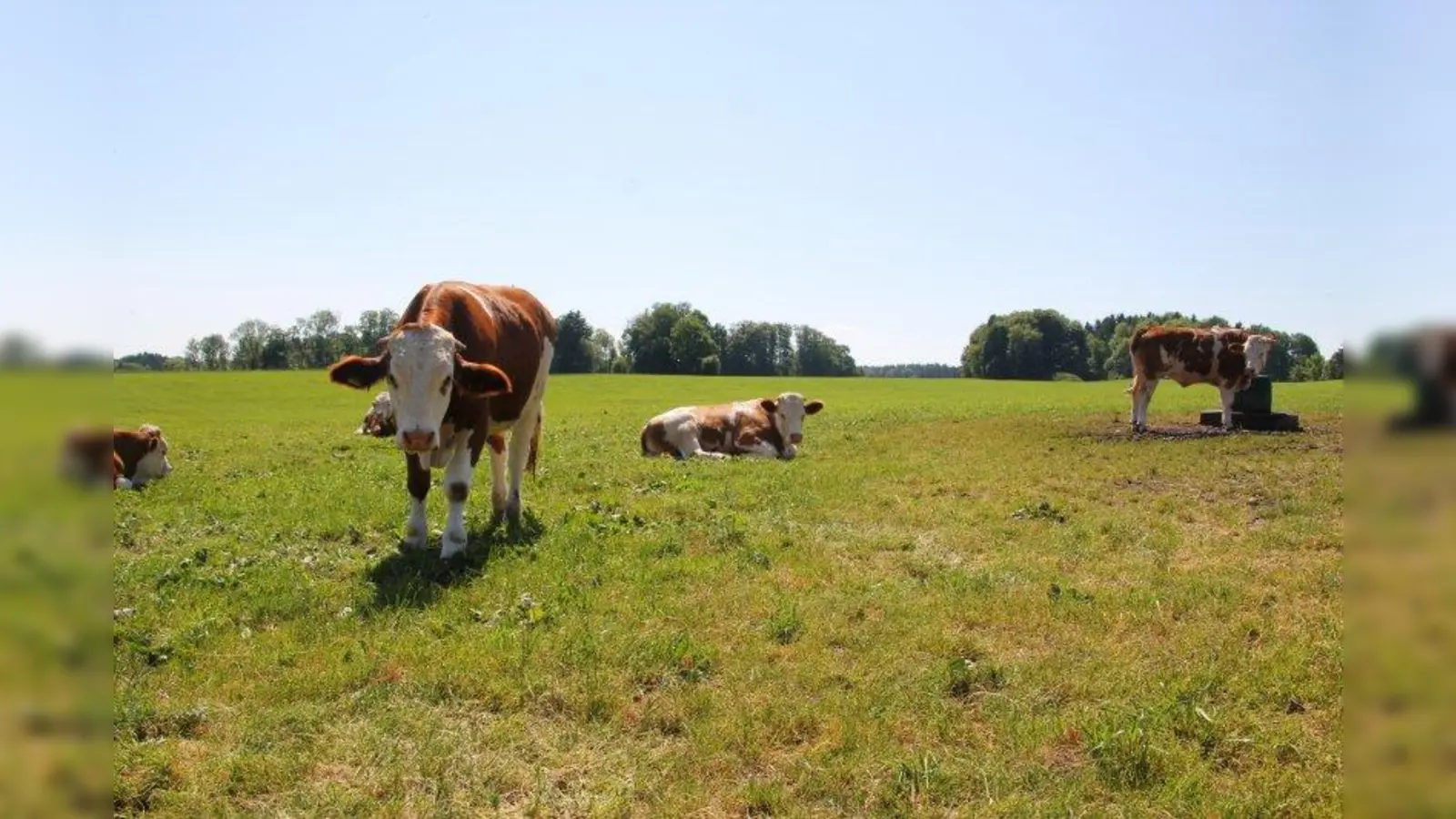 Bauernhöfe statt Agrarfabriken: Das Aktionsbündnis „Artgerechtes München” fordert ein Umdenken und das Ende des Flächenfraßes. (Foto: Huss-Weber)