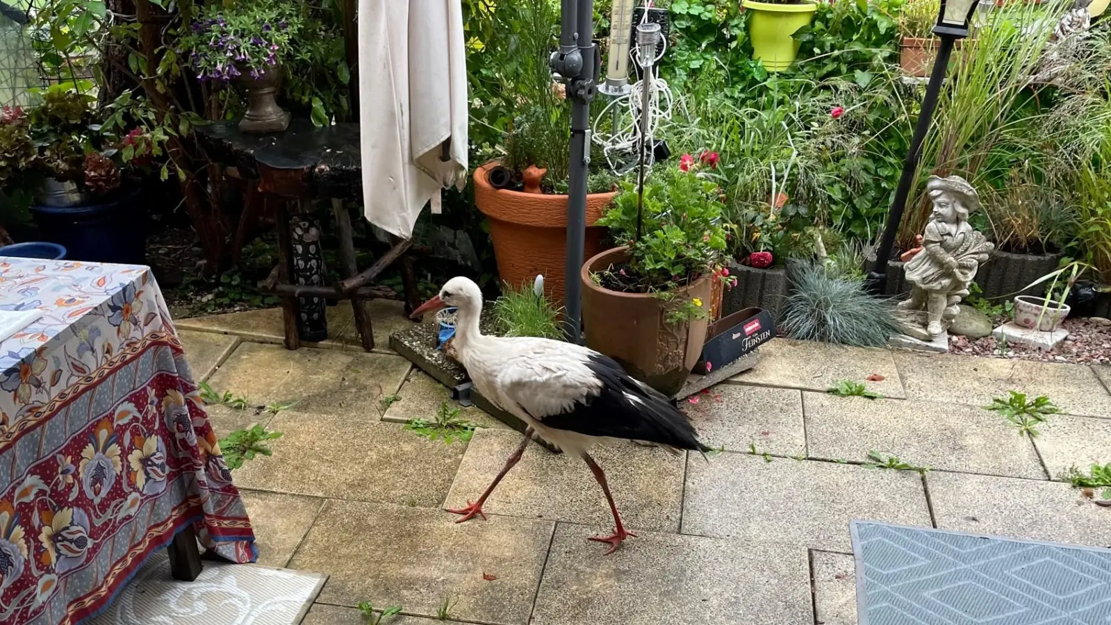 Zum Zeitpunkt des Besuchs der Auffangstation befand sich noch ein Storch in Heidi Rothwinklers Obhut. (Foto: LRA)