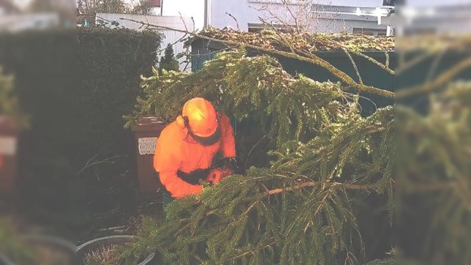 Zwei große Bäume musste die Wehr abtragen: Sie drohnten, im Wind zu stürzen.	 (Foto: VA)