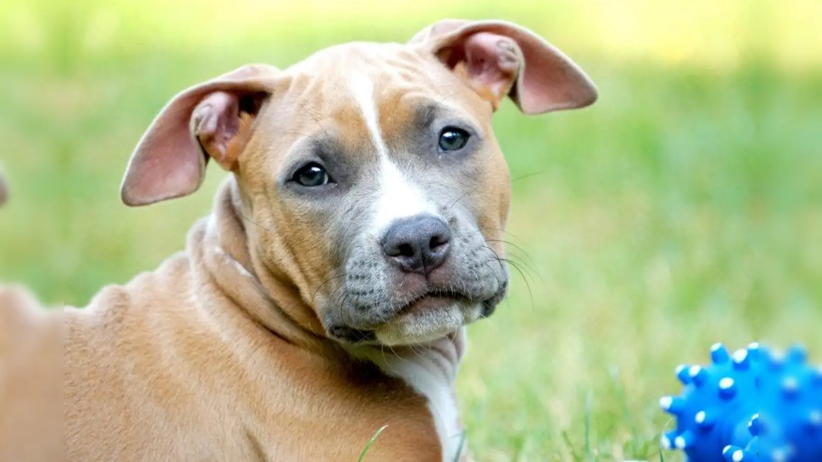 American Staffordshire Terrier: Tieren dieser Rassen wird in Bayern eine gesteigerte Aggression generell und unwiderlegbar unterstellt. (Foto: Marcus Brauer/pixelio.de)