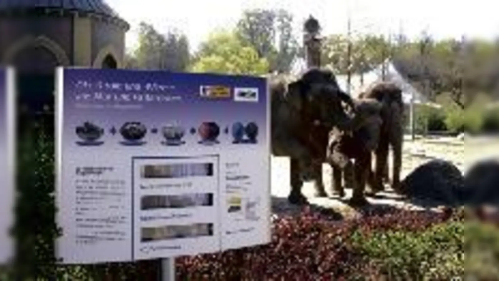 Im Münchner Tierpark wird Elefantenmist zu Strom verarbeitet. Klingt kurios, ist aber ein wichtiger Bestandteil nachhaltiger Münchner  (Energiepolitik.Foto: swm)