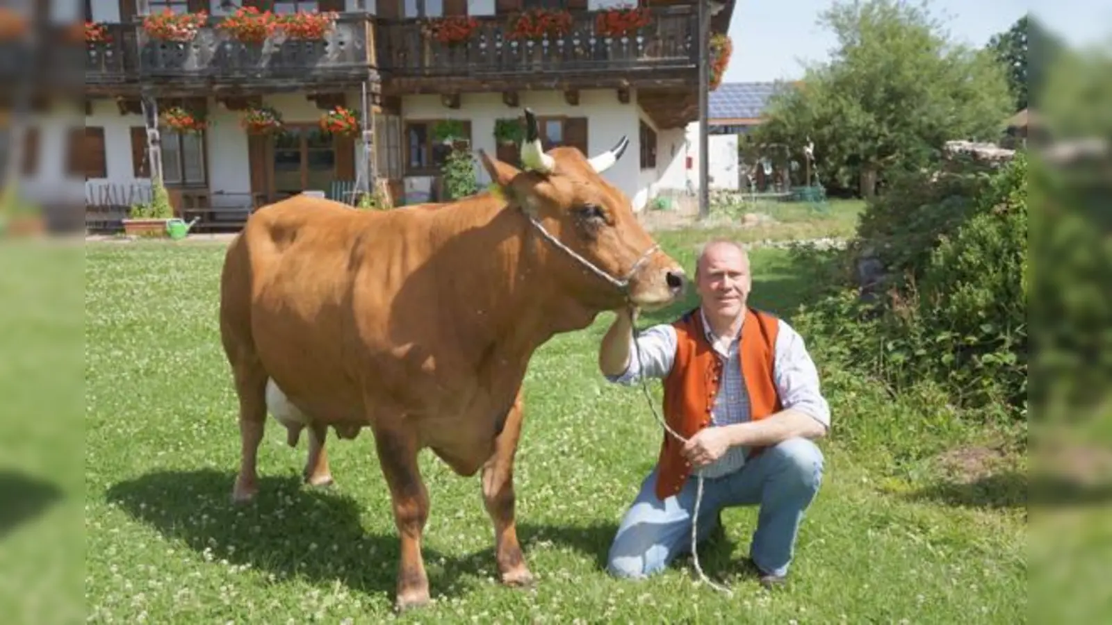 Landwirt Georg Schlickenrieder mit Bayerns schönster Kuh »Regina« vor seinem »Archehof« in Otterfing. 	 (Foto: Woschée)