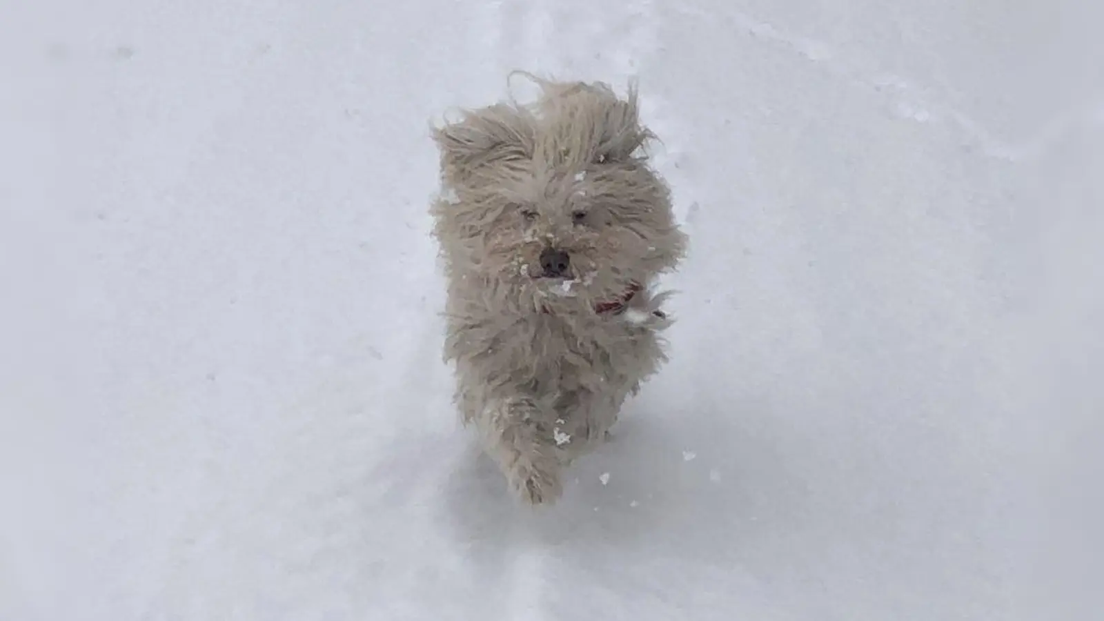 Sein Tier verstehen: Am 9. Februar und 9. März gibt es wieder Schnupperkurse zum Thema Tierkommunikation im Münchner Tierheim. (Foto: pst)