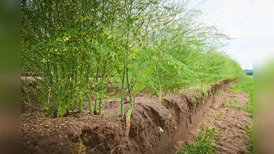 Nach der intensiven Ernte wird die Folie von den Dämmen eingeholt, und die Spargelpflanzen treiben aus. Ihre Blüten sind dann eine wertvolle Insektenweide.  (Foto: GMH)