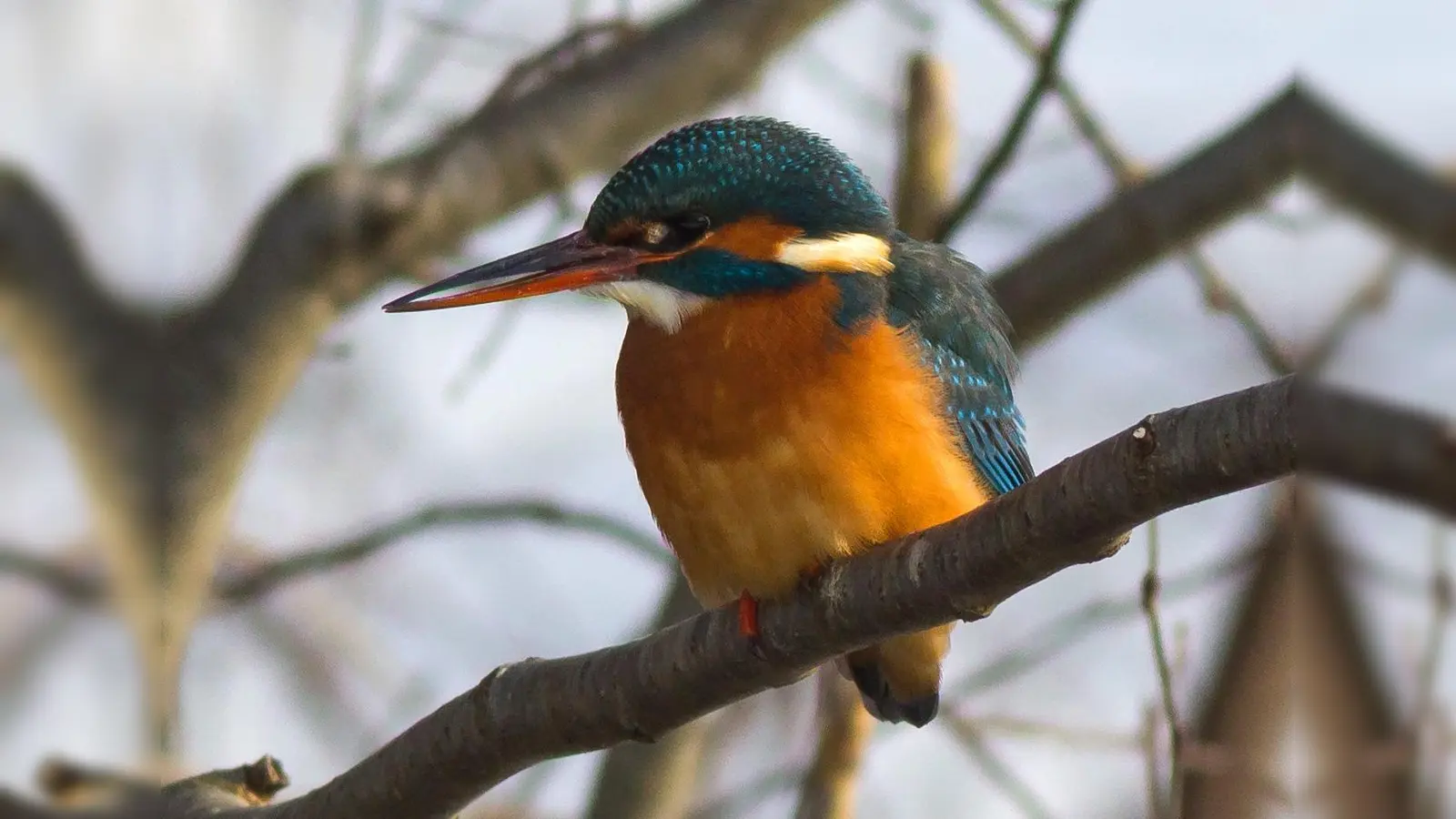 Der Bund Naturschutz Oberhaching lädt zu einem Vortrag über heimische Vögel ein. Auf dem Foto sieht man einen Eisvogel. (Foto: Markus Dähne)