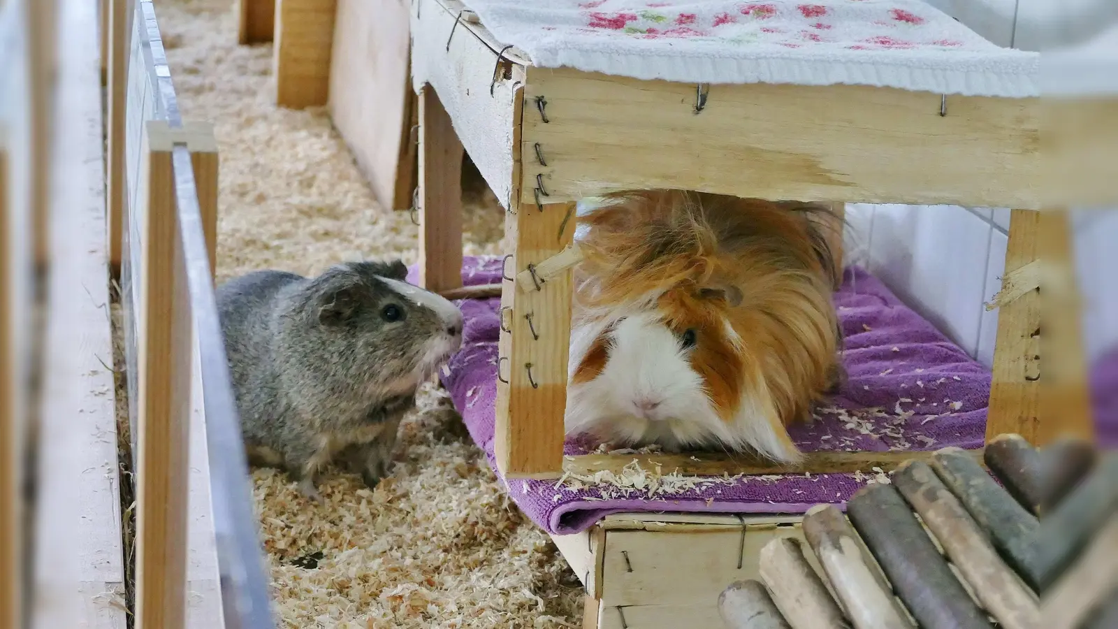 Albin ist ein langhaariges Rosetten-Meerschwein, Bärli ein wildfarben-weißes Glatthaar-Meerschwein. (Foto: Tierheim Riem)