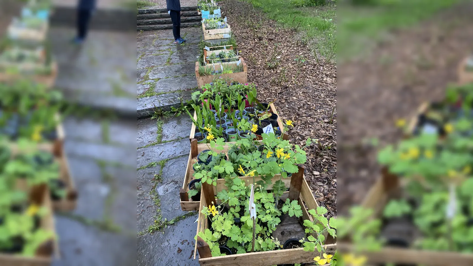 Eine Wildblumentauschbörse findet am Wochenende in Ebersberg statt. (Foto: Agenda Natur Ebersberg)