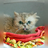 Perserkatze Morchel. (Foto: Tierheim Riem)