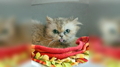 Perserkatze Morchel. (Foto: Tierheim Riem)