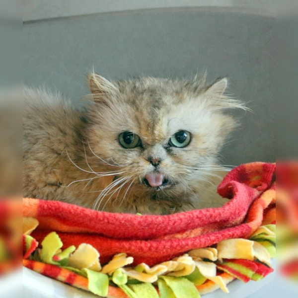 Perserkatze Morchel. (Foto: Tierheim Riem)