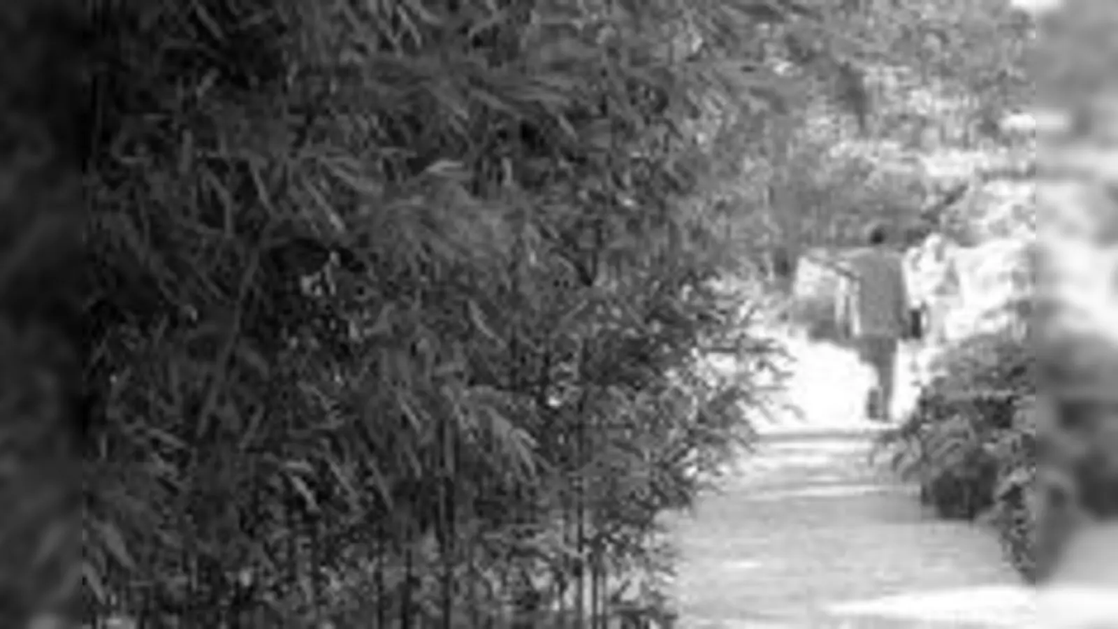 Bambus  Baumaterial, Nahrungslieferant, Charaktervorbild.  (Foto: Franz Höck, Botanischer Garten)