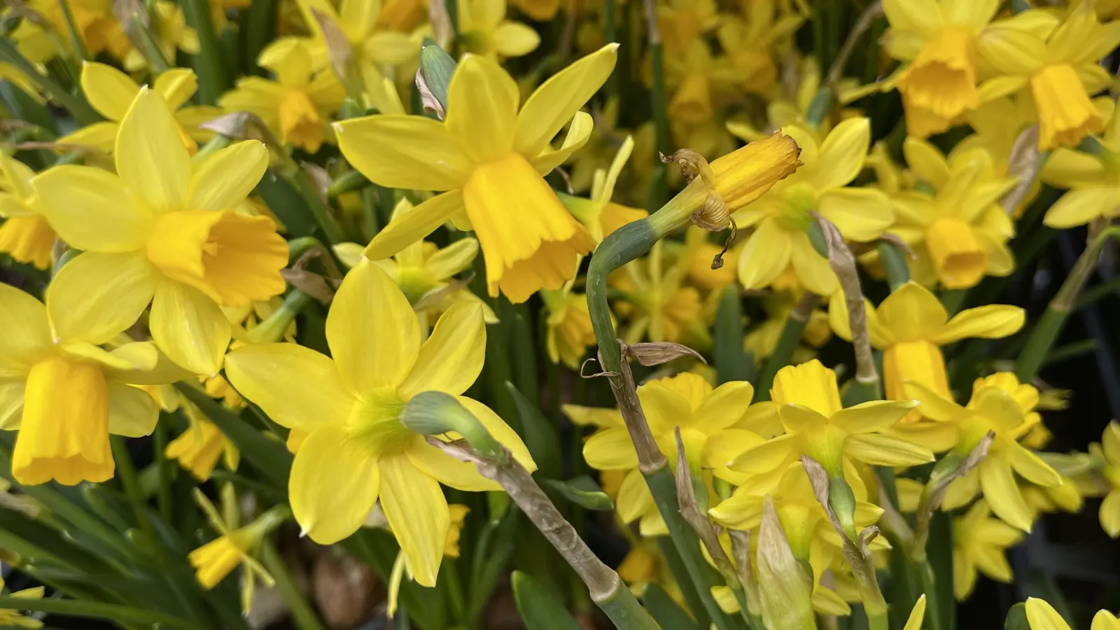 An den Narzissen im Schaufenster erkennte man die Teilnehmer von Einkaufen dahoam. (Foto: hw)