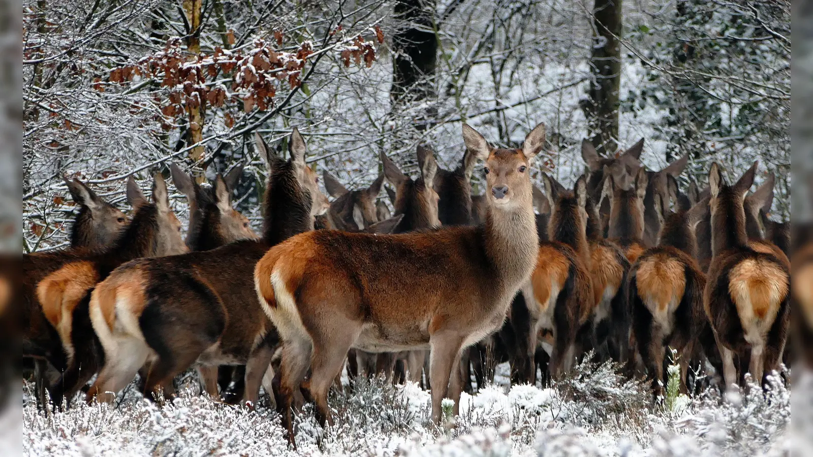 Wegen der immer kürzeren Tage kam es in letzter Zeit zu mehreren Wildunfällen.  (Foto: CC0)