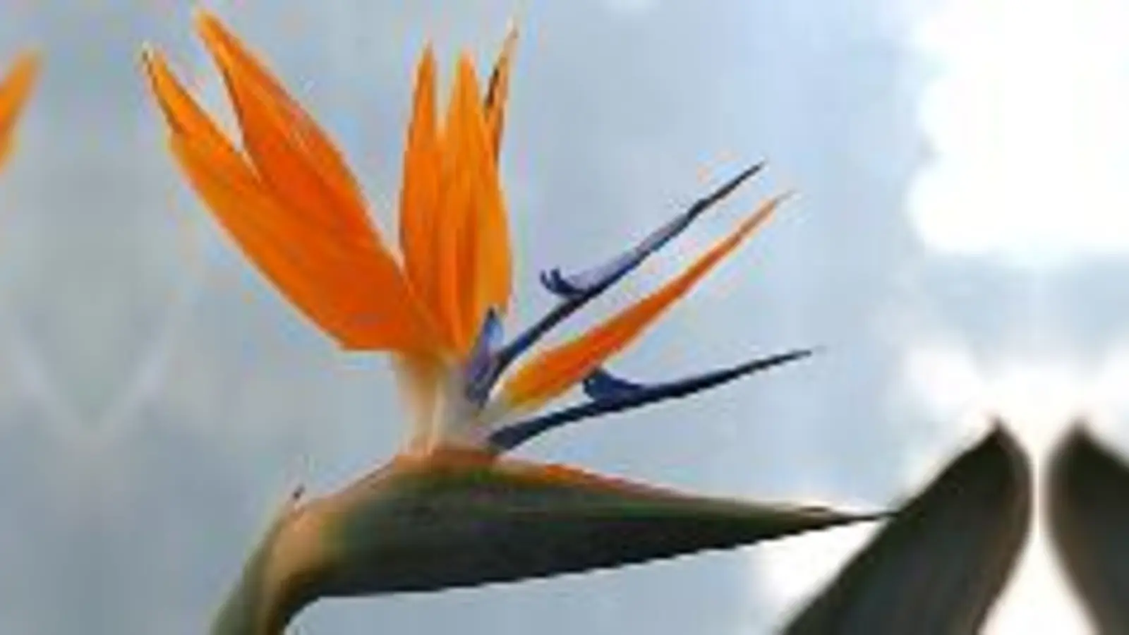 Die Heimat der als Schnittblume bekannten Paradiesvogelpflanze ist Südafrika.	 (Foto: Franz Höck)