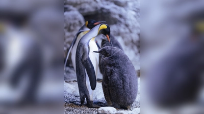 Ein Königspinguin in der Hellabrunner Polarwelt mit einem der beiden Jungtiere (rechts). (Foto: Tierpark Hellabrunn / Jan Saurer)