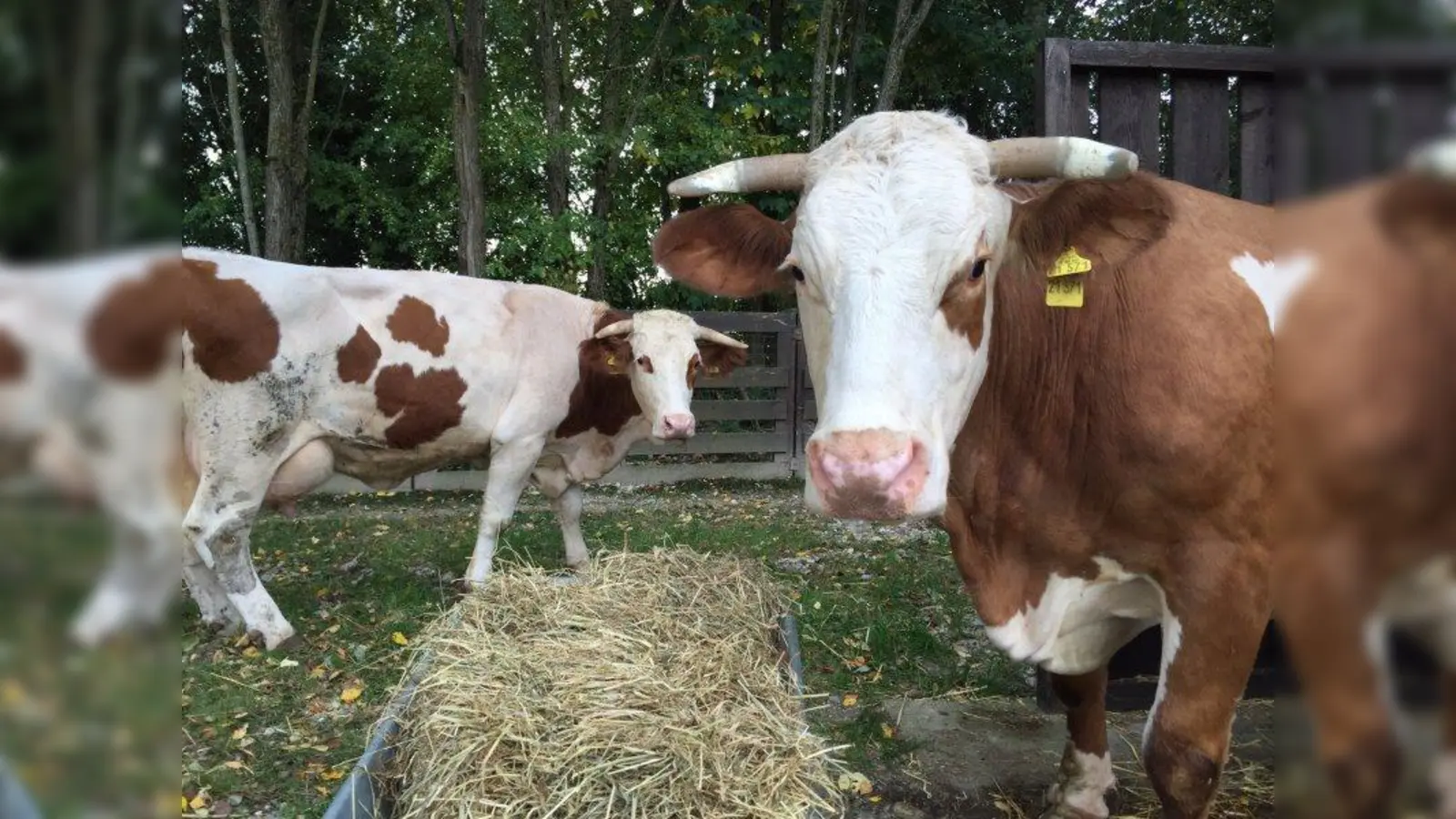 Gerdi (l.) und Rana können auf dem Gnadenhof in Kirchasch endlich ihr Kuhleben genießen. (Foto: Tierschutzverein München)