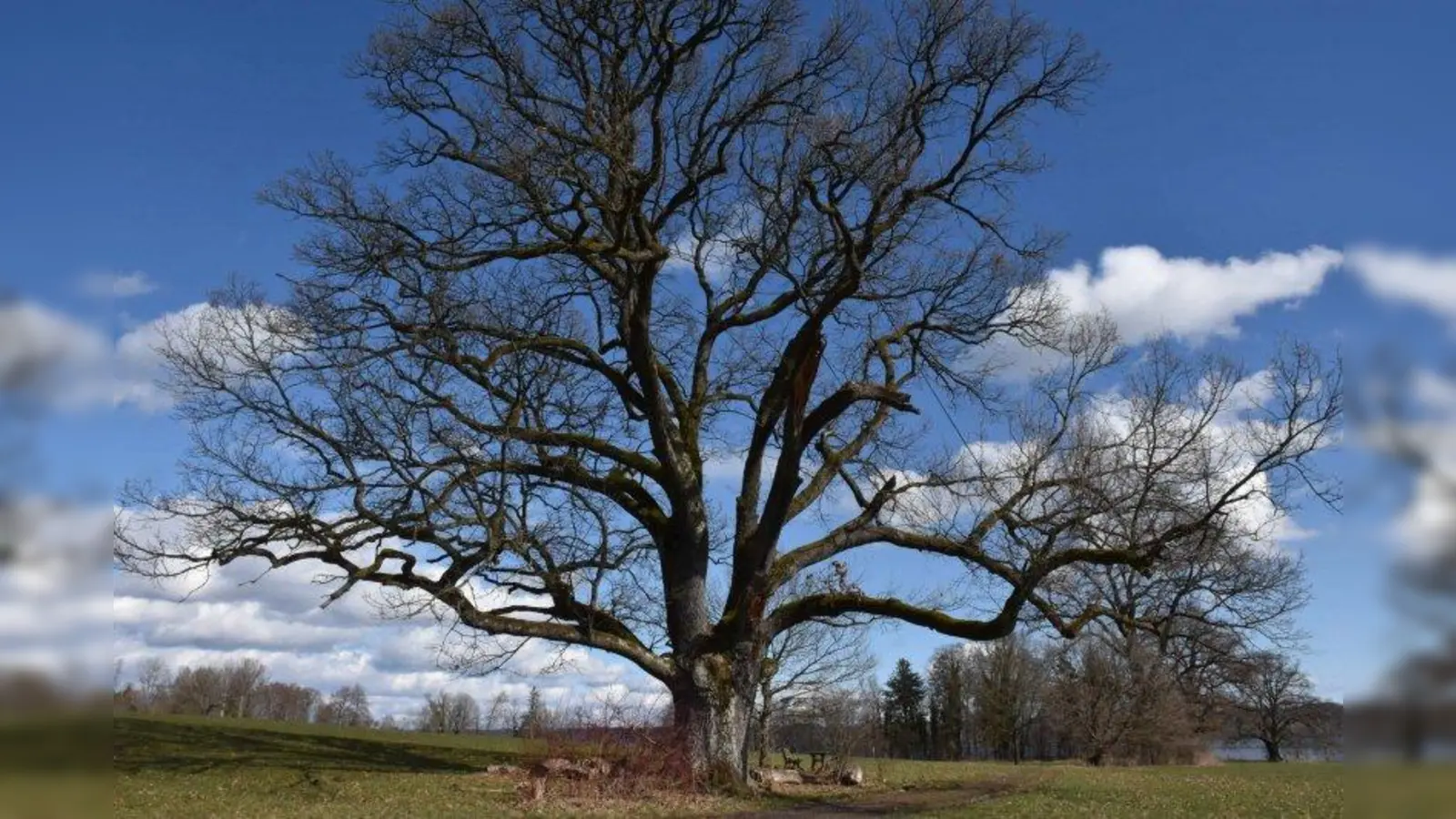 Die Wotan-Eiche ist viele Jahrhunderte alt. (Foto: Hauck)