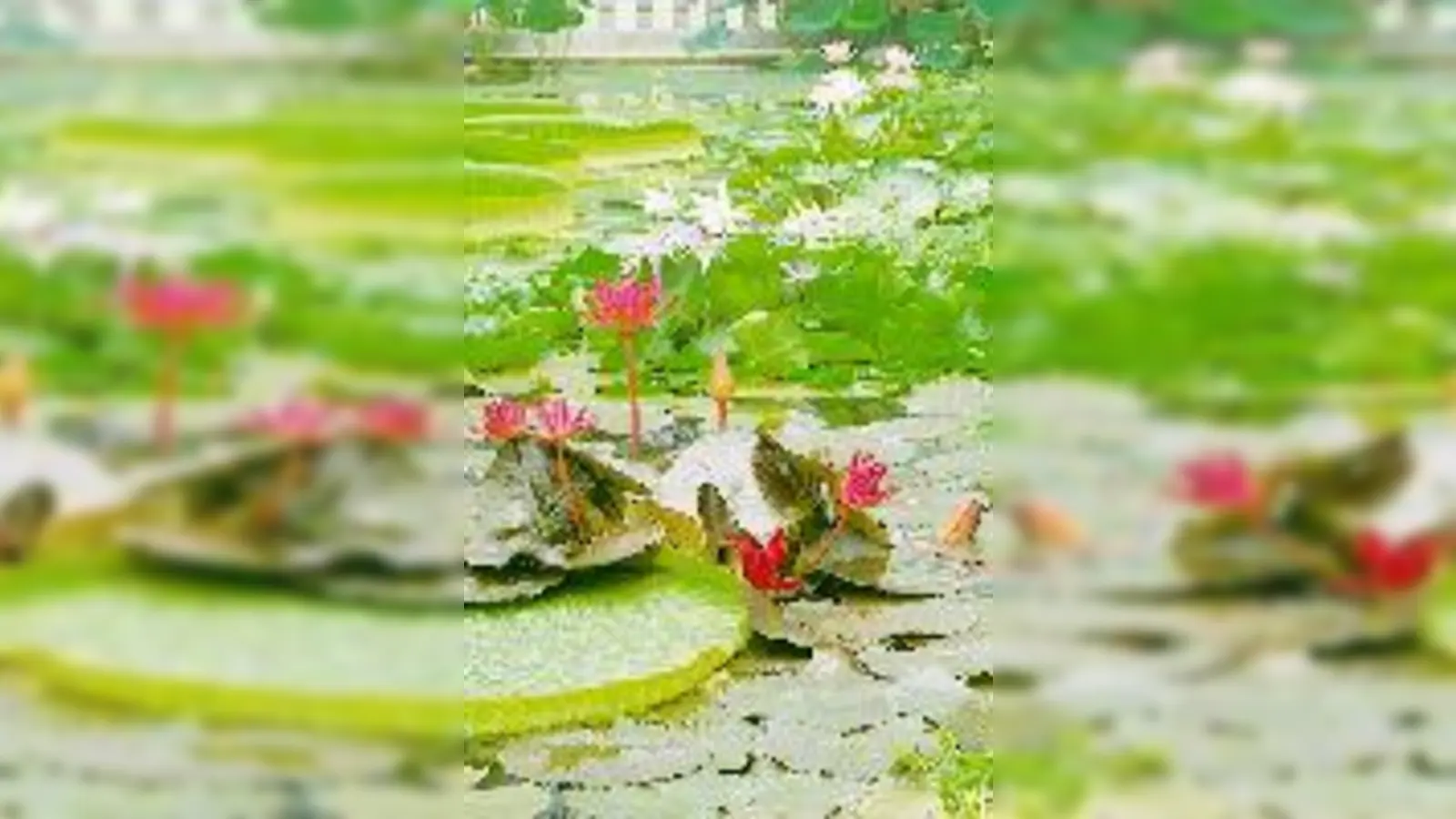 Seerosen im Botanischen Garten.  (Foto: Bot. Gart.)