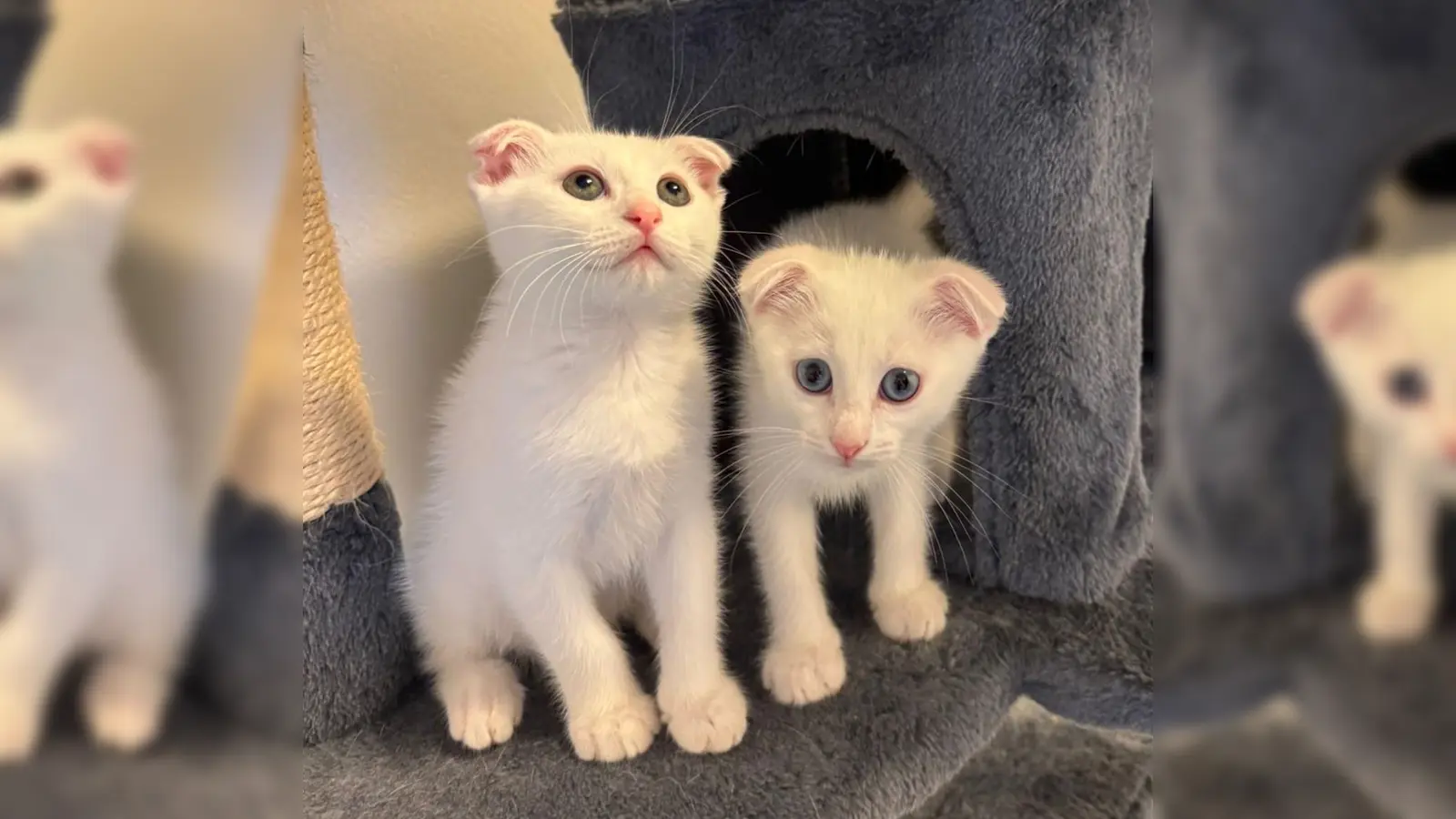 Olaf und Snowy sind verspielte Katzenwelpen, die gut für Familien mit Kindern geeignet sind. (Foto: Tierheim Riem)