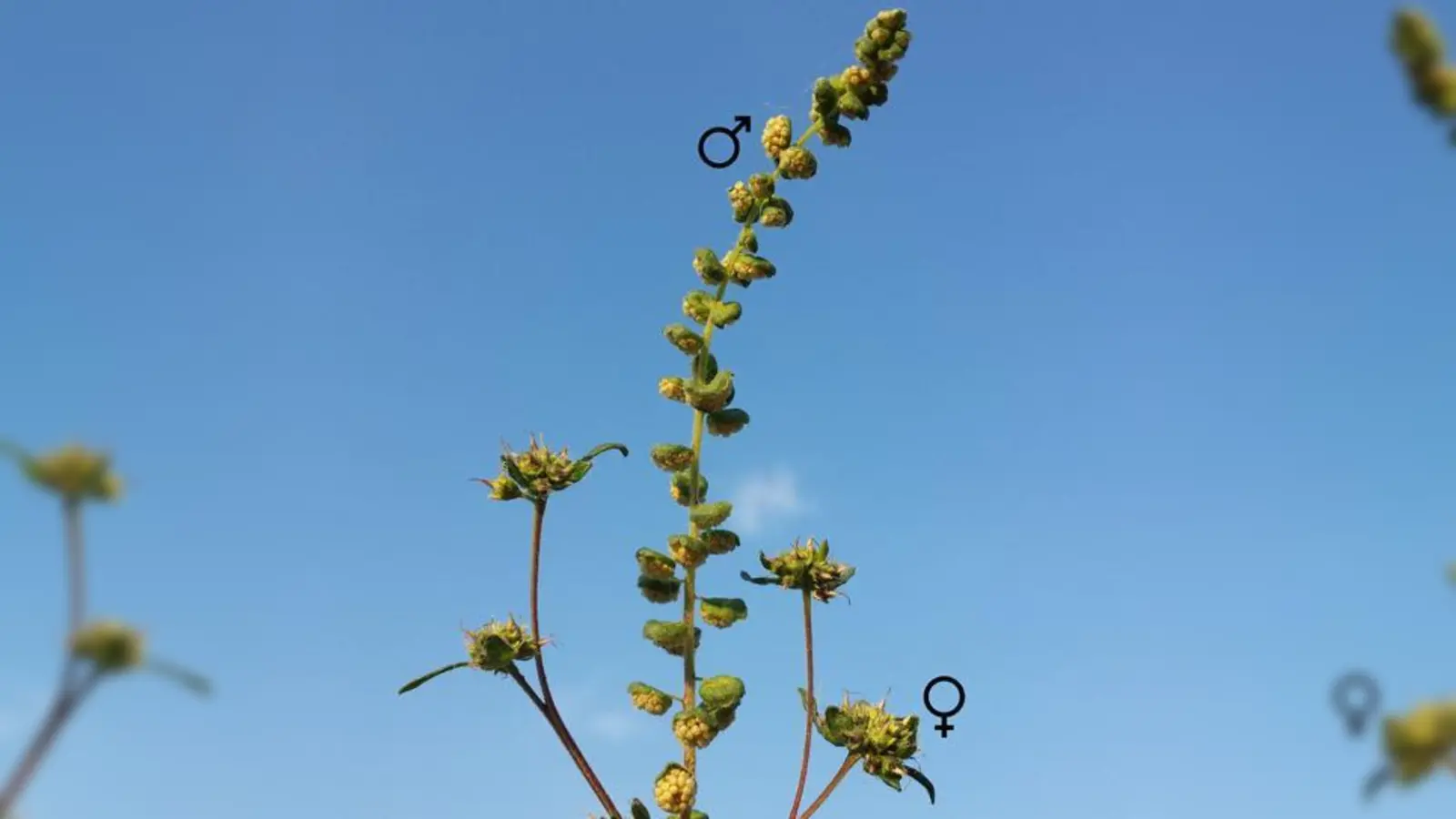 Die Pollen des Traubenkrauts gehören zu den stärksten Allergie-Auslösern.  (Foto: Stefan.lefnaer, CC BY-SA 4.0)