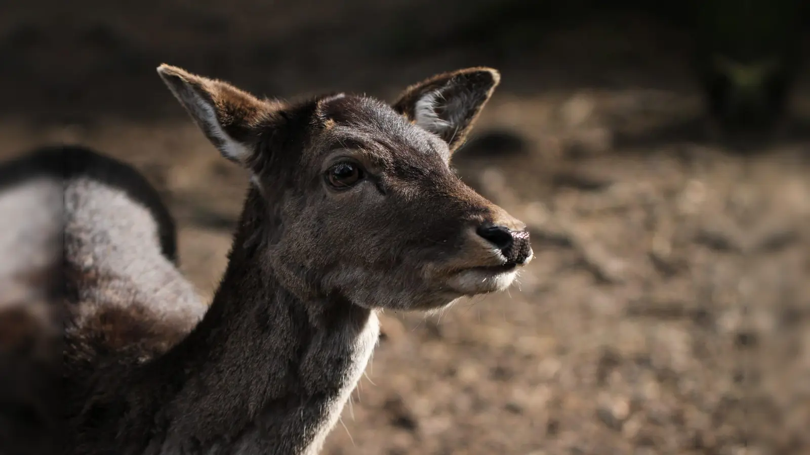 Statistisch betrachtet geschehen die meisten Wildunfälle im November und Dezember. (Foto: Sebastian Kerngast)