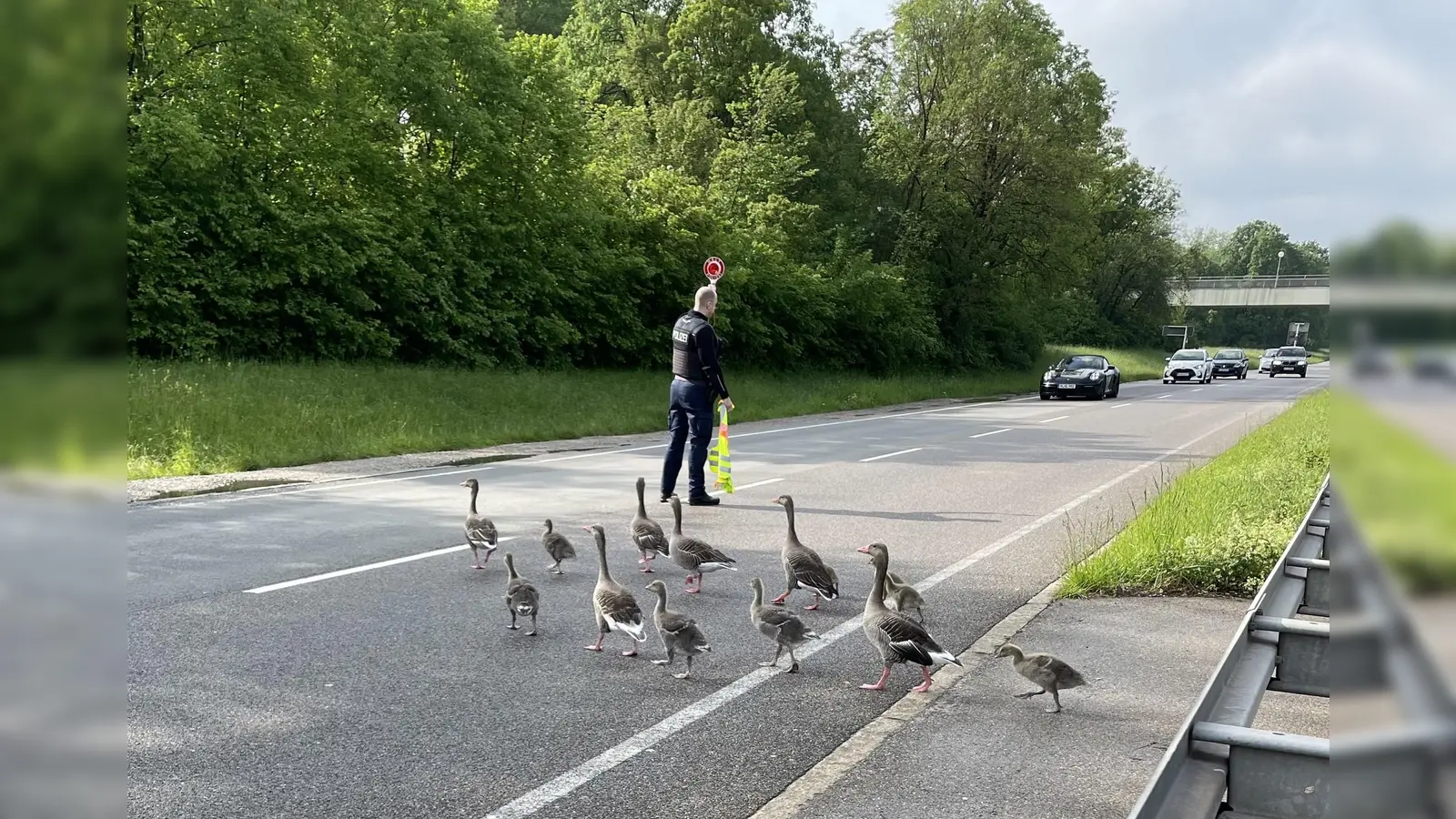 Damit die kleinen Watschler sicher über die Straße kamen, wurde von der Bundespolizei der Verkehr aufgehalten.  (Foto: Bundespolizei München)