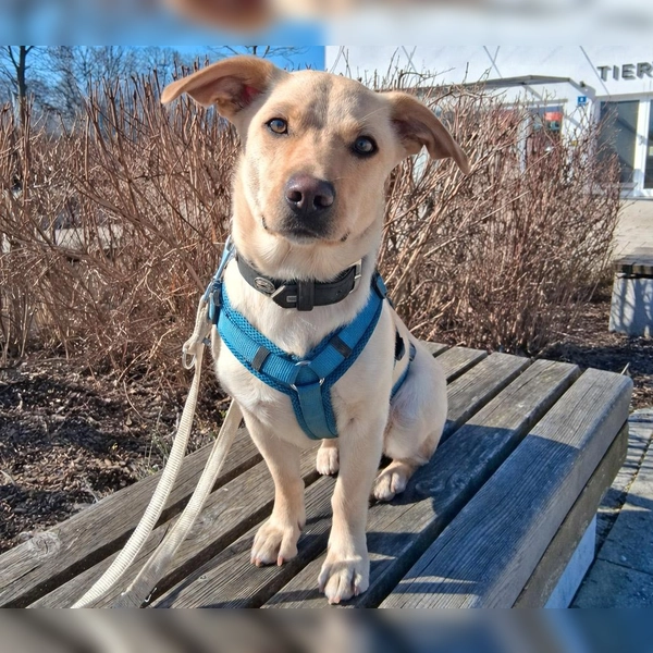 Mischlingshündin Luna. (Foto: Tierheim Riem)