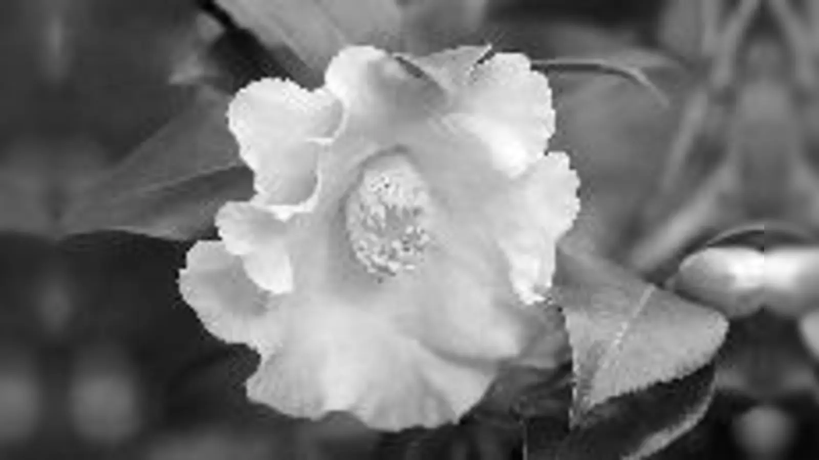 Kamelien sind in voller Blüte im Botanischen Garten zu bewundern.	 (Foto: Veranstalter)