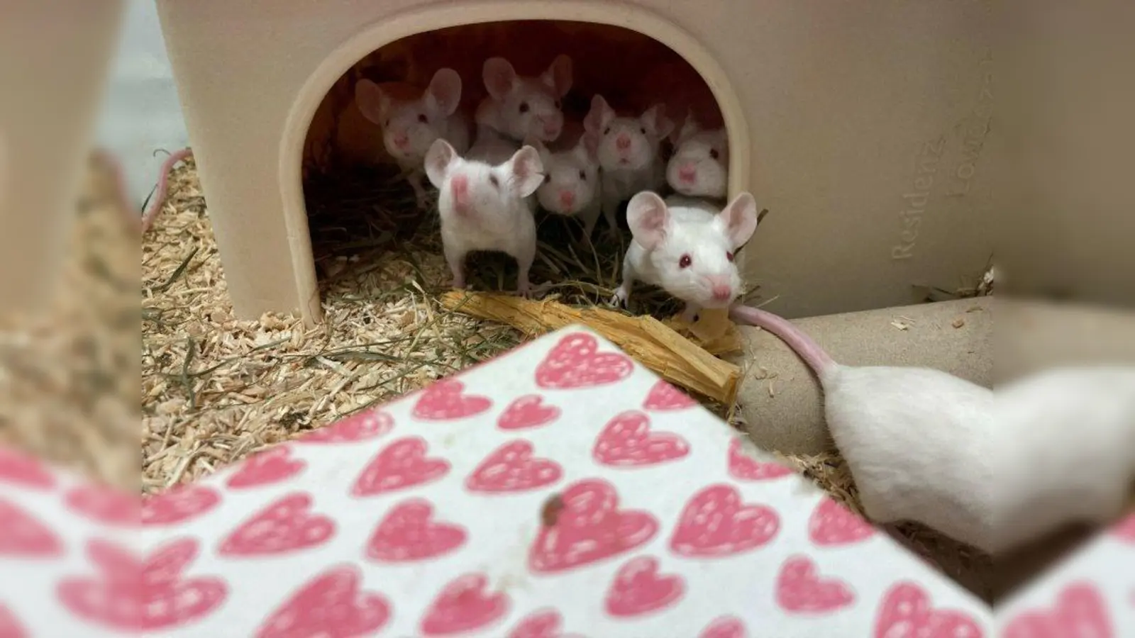 Das Tierheim ist jetzt Zwischenstation und Ort der Erholung für die putzigen Tierchen. (Foto: Tierheim München)