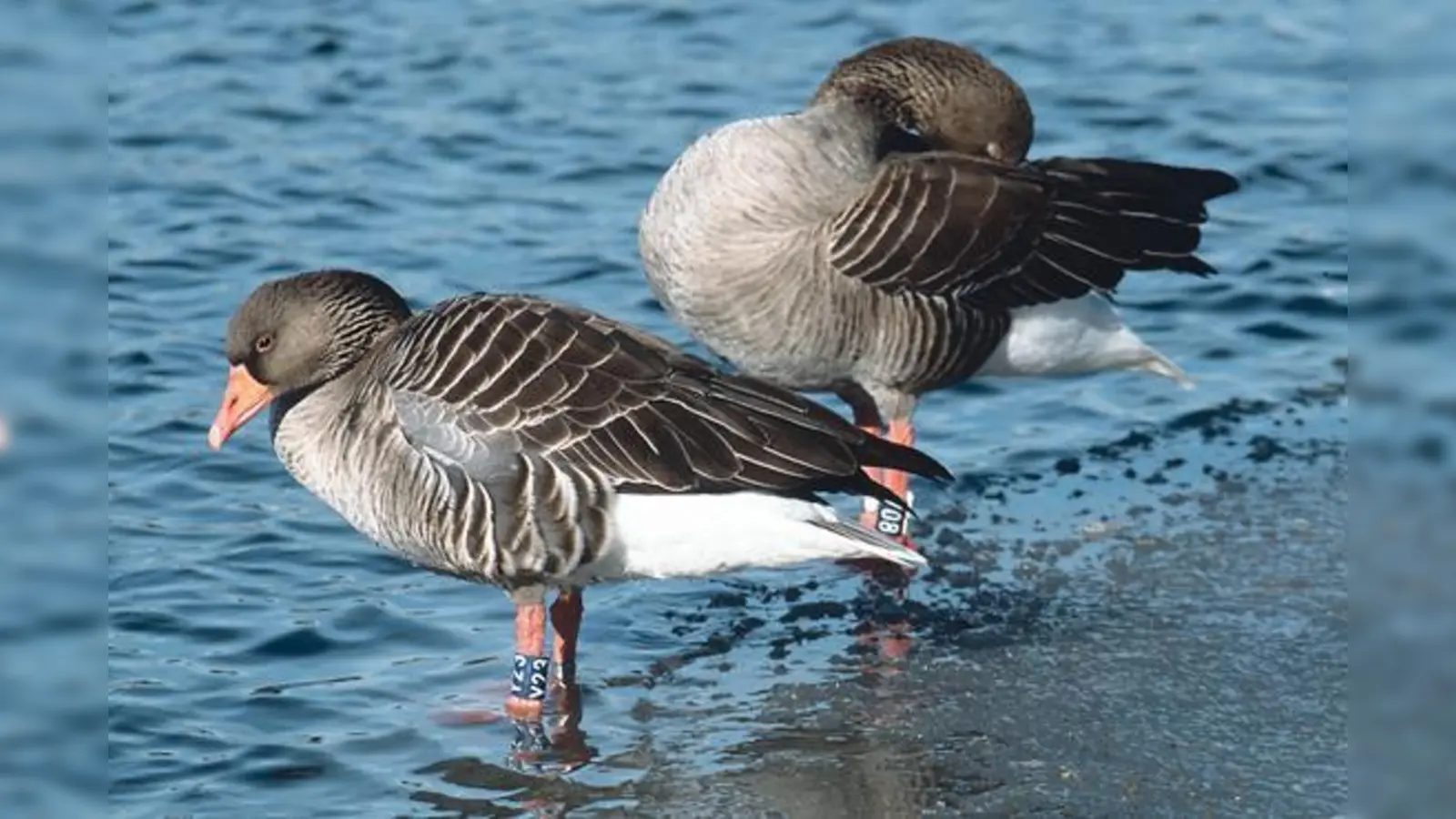 Graugänse überwintern im Nymphenburger Schloßpark	. Wen sie wohl heuer wieder treffen?                    (Foto: Silke Sorge)