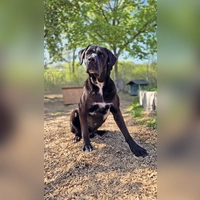 Don ist ein Doggen-Mischling mit viel Temperament. (Foto: Tierheim Riem)