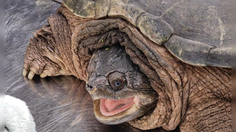 Schnappschildkröte „Mjöllnir” ist ab sofort in München zu Hause. Die Reptilienauffangstation sucht für sie und ihre Artgenossen nach Paten.  (Foto: Reptilienauffangstation München)